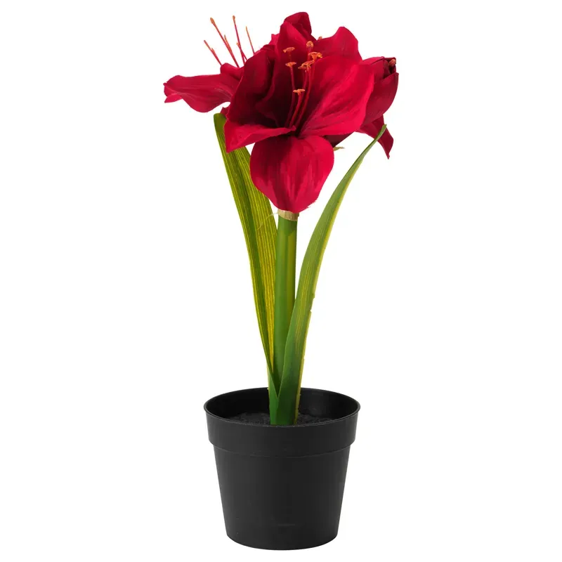 Амариллис розовый горшечный